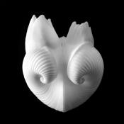 meiocardia moltkiana 5-2019 9437
